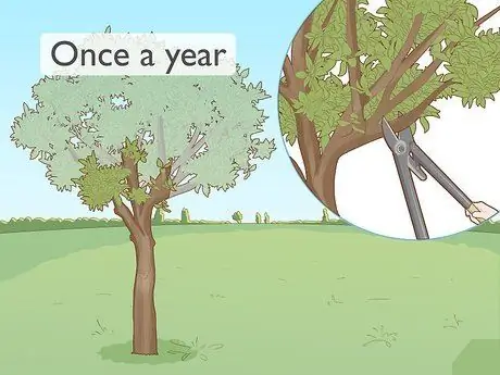 Обрезать апельсиновое дерево Шаг 1