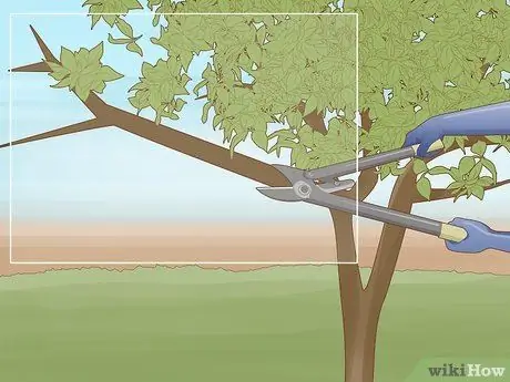 Обрезать апельсиновое дерево Шаг 11