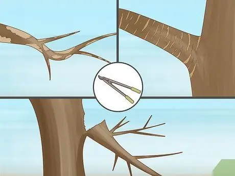 Обрезать апельсиновое дерево Шаг 13