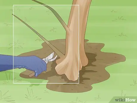 Обрезать апельсиновое дерево Шаг 14