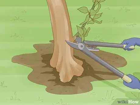 Обрезать апельсиновое дерево Шаг 15