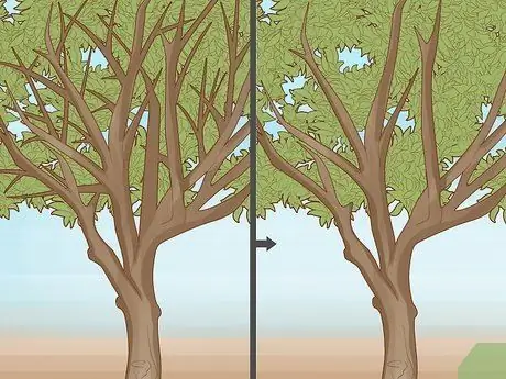 Обрезать апельсиновое дерево Шаг 16