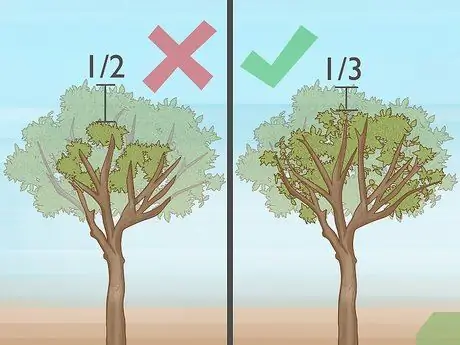 Обрезать апельсиновое дерево Шаг 17
