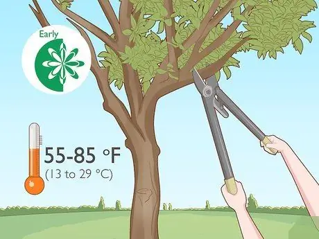 Обрезать апельсиновое дерево Шаг 2