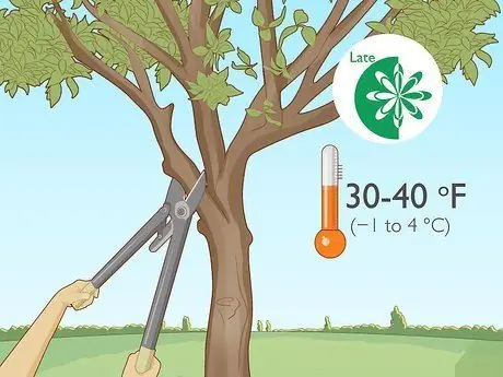 Обрезать апельсиновое дерево Шаг 3