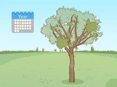 Обрезать апельсиновое дерево Шаг 4