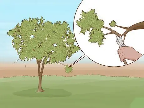 Обрезать апельсиновое дерево Шаг 5