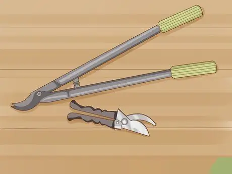 Обрезать апельсиновое дерево Шаг 7