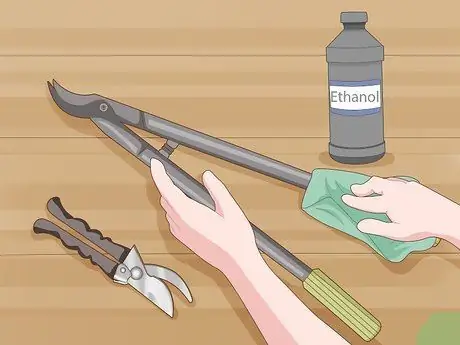 Обрезать апельсиновое дерево Шаг 8