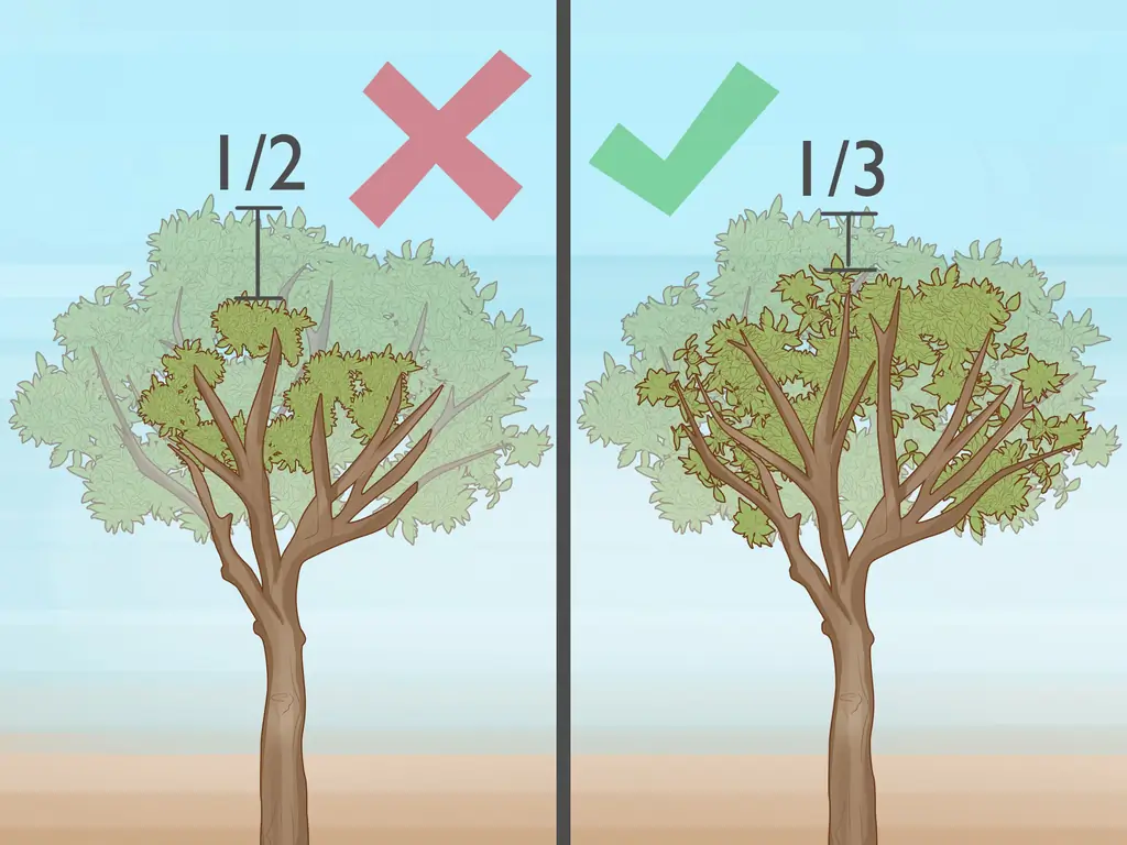 3 простых способа обрезать апельсиновое дерево