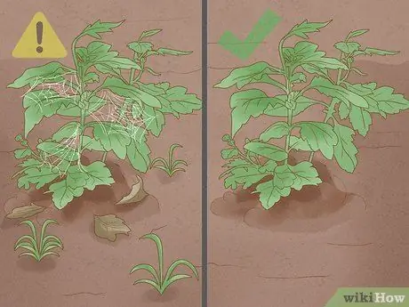 Уход за мамами Шаг 11