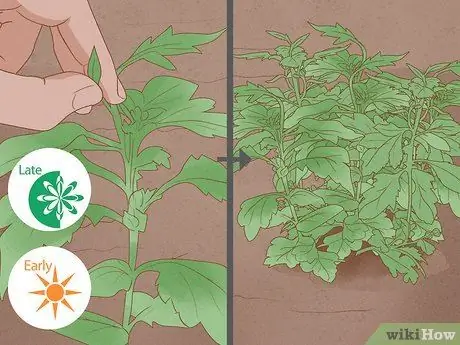 Уход за мамами Шаг 12