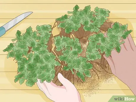 Уход за мамами Шаг 3