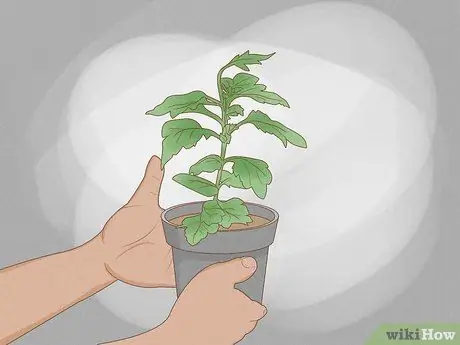 Уход за мамами Шаг 5