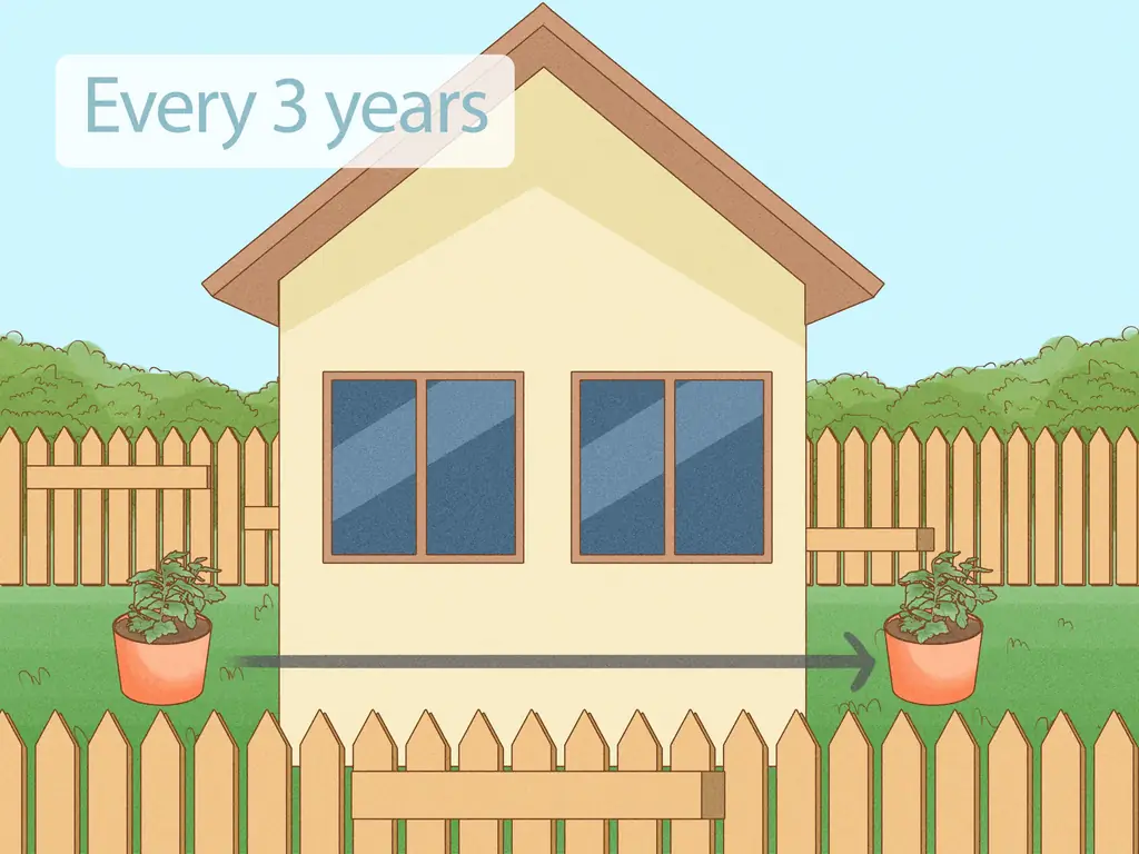 4 способа ухода за мамами