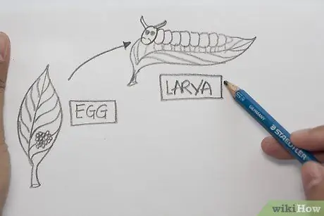 Создайте рисунок, на котором показаны части жизненного цикла бабочки. Шаг 2