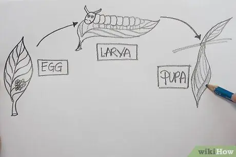 Создайте рисунок, на котором показаны части жизненного цикла бабочки. Шаг 3