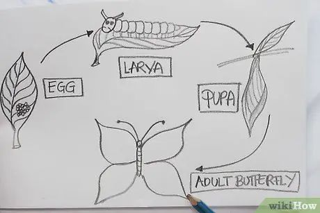 Создайте рисунок, на котором показаны части жизненного цикла бабочки. Шаг 4