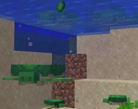 Turtlescute