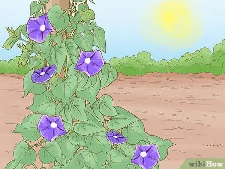 Заставьте расцвести утреннюю славу Шаг 1