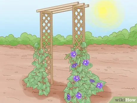 Заставьте расцвести утреннюю славу Шаг 10