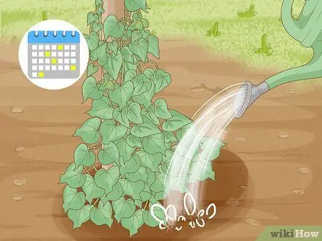 Заставьте расцвести утреннюю славу Шаг 2