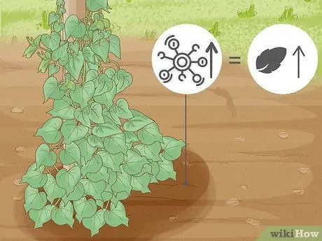 Заставьте расцвести утреннюю славу Шаг 3