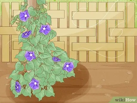 Заставьте расцвести утреннюю славу Шаг 4