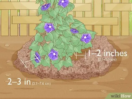 Заставьте расцвести утреннюю славу Шаг 5