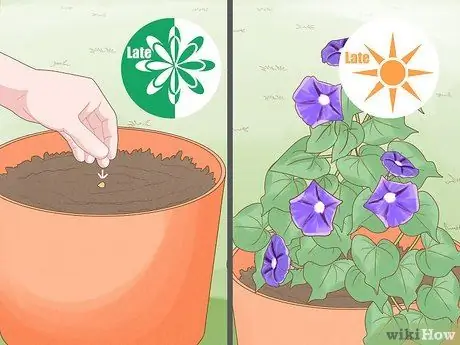 Заставьте расцвести утреннюю славу Шаг 7