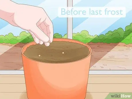 Заставьте расцвести утреннюю славу Шаг 8