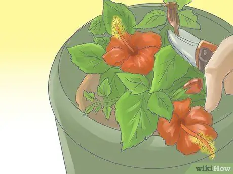 Уход за китайским гибискусом Шаг 10