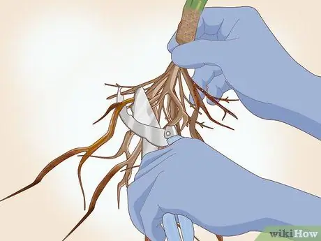 Сажать розы с голыми корнями Шаг 4