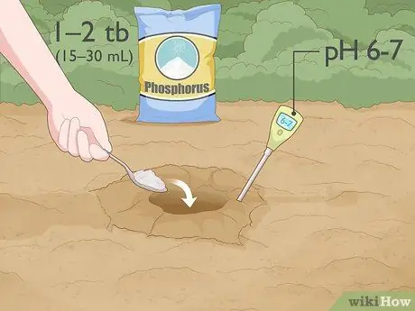 Сажать розы с голыми корнями Шаг 6