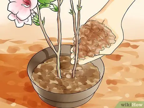 Размножение розы Шарон черенками Шаг 12