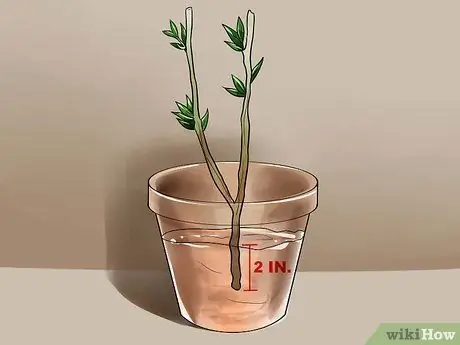 Размножение розы Шарон черенками Шаг 4