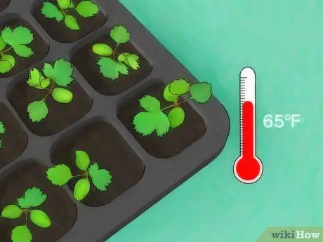 Выращивайте розы из семян Шаг 11