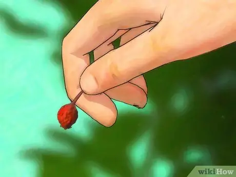 Выращивайте розы из семян, шаг 2