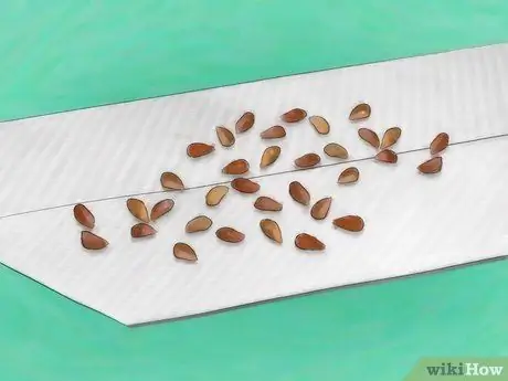 Выращивайте розы из семян Шаг 6