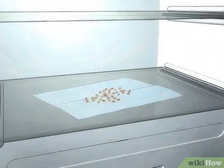 Выращивайте розы из семян Шаг 7