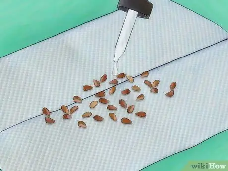 Выращивайте розы из семян Шаг 8