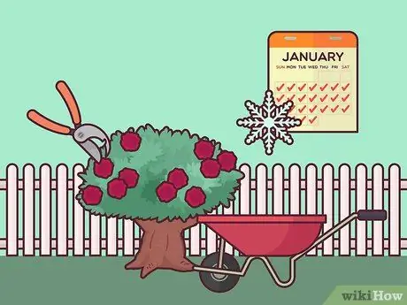 Спасение умирающего куста розы Шаг 5
