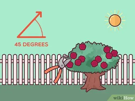 Спасение умирающего куста розы Шаг 7