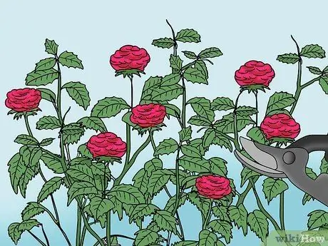 Чернослив Knockout Roses Шаг 10