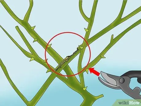 Чернослив Knockout Roses Step 11