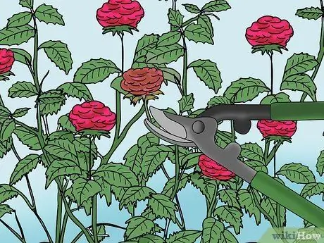 Чернослив Knockout Roses Шаг 12
