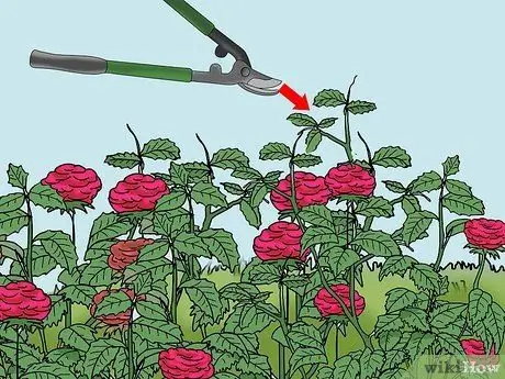 Чернослив Knockout Roses Step 13