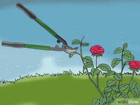 Чернослив Knockout Roses Step 14