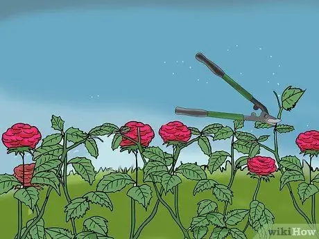 Чернослив Knockout Roses Step 16