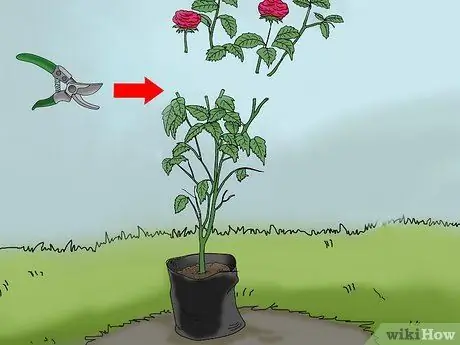 Чернослив Knockout Roses Шаг 8